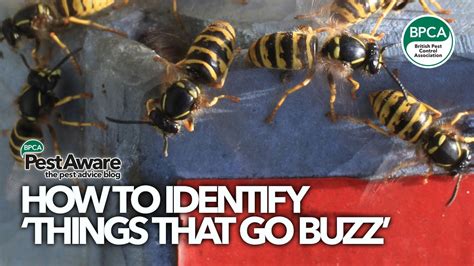 How to identify ‘things that go buzz’ .